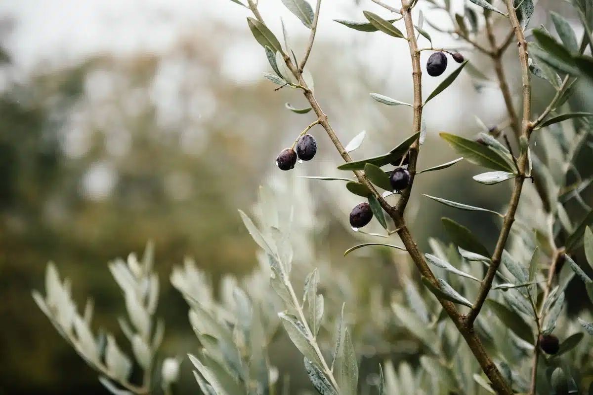 olive noire